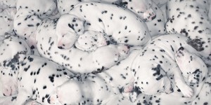 dalmations_0