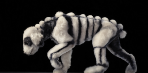 dog41