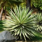 sirop20dagave-ingredient_518