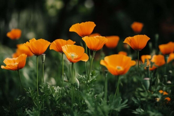 Image d'illustration. Vue détaillée sur les fleurs de pavot de californie
