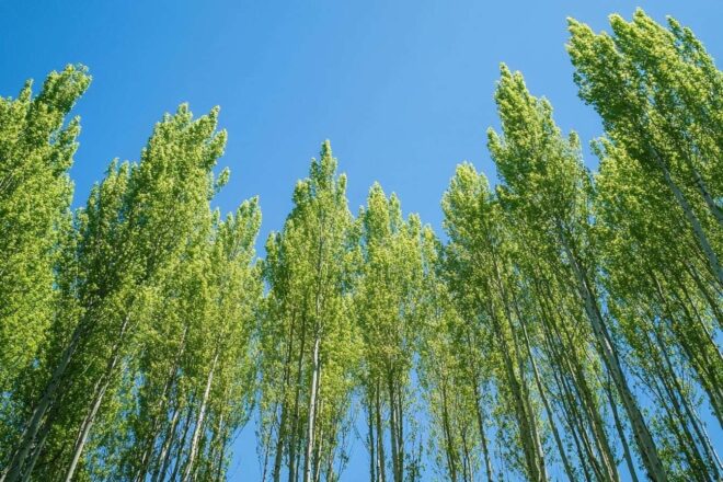 Des peupliers élancés ondulant doucement sous un ciel bleu clair.