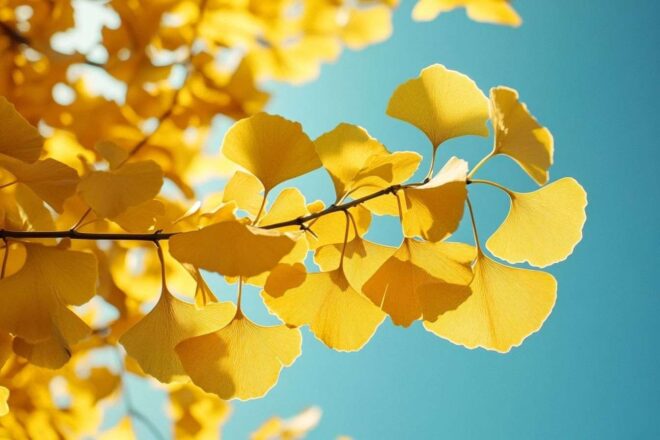 Feuilles de ginkgo dorées sous le ciel bleu